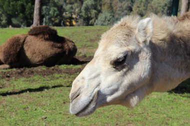 Dromedady fotoğrafının NIce resmi