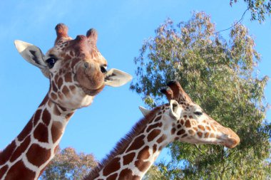 Zürafa fotoğrafının NIce resmi
