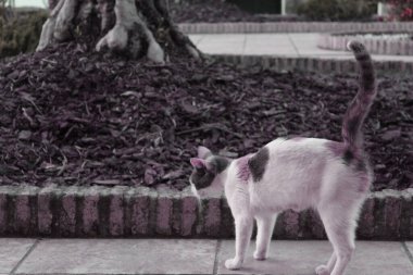 Kedi fotoğrafının güzel bir resmi.