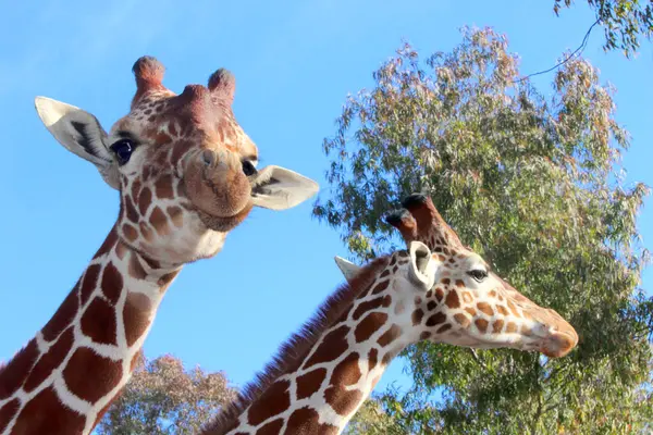 Zürafa fotoğrafının NIce resmi