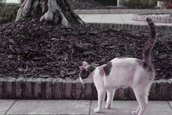 Kedi fotoğrafının güzel bir resmi.