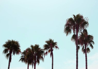 Uzun palmiye ağacının asıl görüntüsü