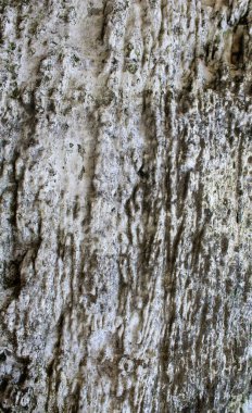 Eski ahşap dokusunun orijinal görüntüsü