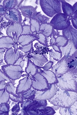 Bahar yapraklarının orijinal görüntüsü