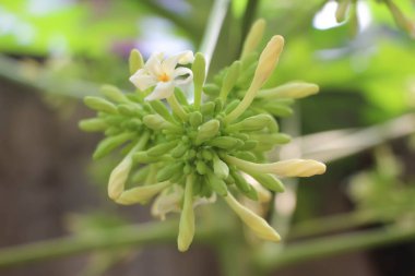 Erkek papaya çiçekleri ağaçta çiçek açıyor..