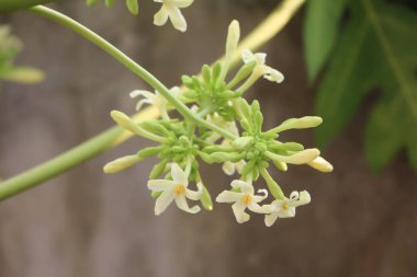 Erkek papaya çiçekleri ağaçta çiçek açıyor..