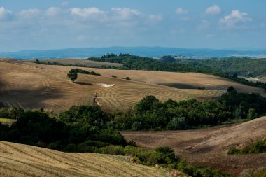 Siena tepelerinin Toskana manzarası hasat bittikten sonra otlayan koyun sürüleriyle buğday tarlaları