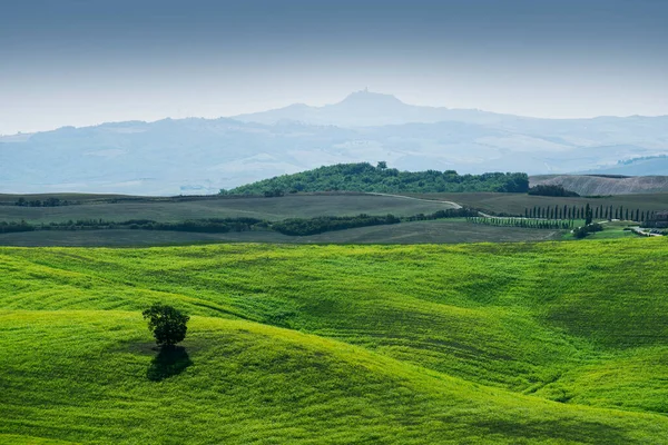Тосканський Ландшафт Сієнських Пагорбів Самотнє Дерево Зеленому Полі — стокове фото