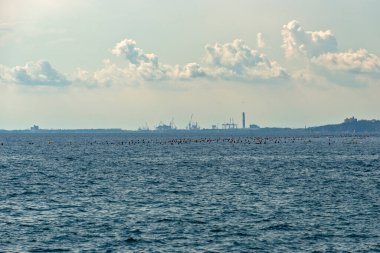 Trieste Körfezi 'nde, Trieste Körfezi' ndeki Miramare Şatosu 'nun yanında midye suları.