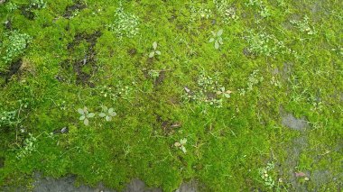 The moss and grass that grow rarely, close up clipart