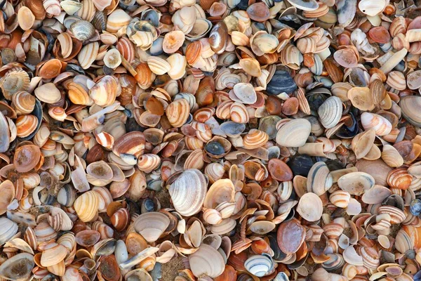 トップビューで多くの貝殻 貝の背景 — ストック写真