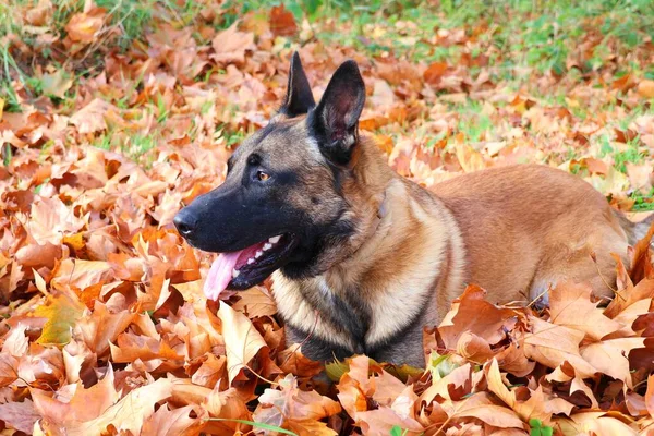 Malinois Anjing Terletak Pada Daun Jatuh Musim Gugur — Stok Foto