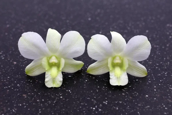 Białe Kwiaty Dendrobium Białe Kwiaty Orchidei Zbliżeniu — Zdjęcie stockowe