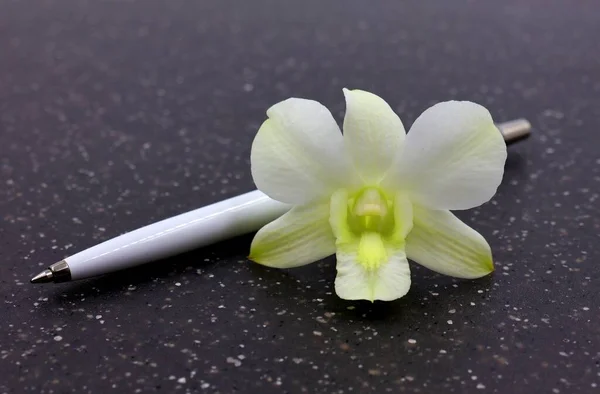 Długopis Orchideą Biały Dendrobium Pomysł Ślub Dzień Sekretarki — Zdjęcie stockowe