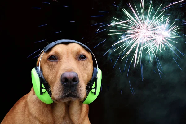 ノイズリダクションの聴覚保護を備えた犬 新年の花火のような大きな音のコンセプト ストック画像