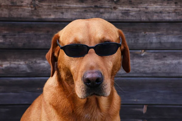 Golden labrador retriever dog with dark sunglasses. Guide dog concept. Sun protection concept.