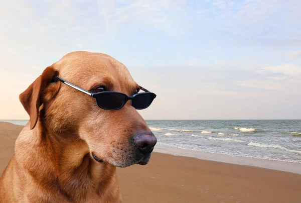 Labrador retriever dog with sunglasses . Seascape in background. Concept for holiday, sun protection...