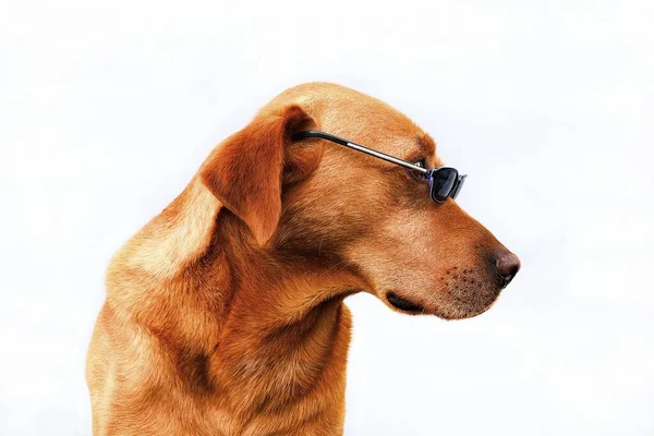 Labrador retriever dog with sunglasses isolated on white background. Sun protection concept. Copy space.