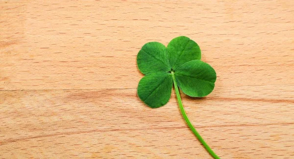Four Leaf Clover Wooden Background Good Luck Background — Photo