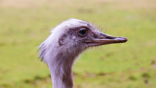 Fehér Emu Közeledik Fehér Emu Vezetője Oldalnézet — Stock Fotó