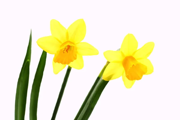 Yellow Daffodils Isolated White Background Tete Tete Flowers — Stock Photo, Image