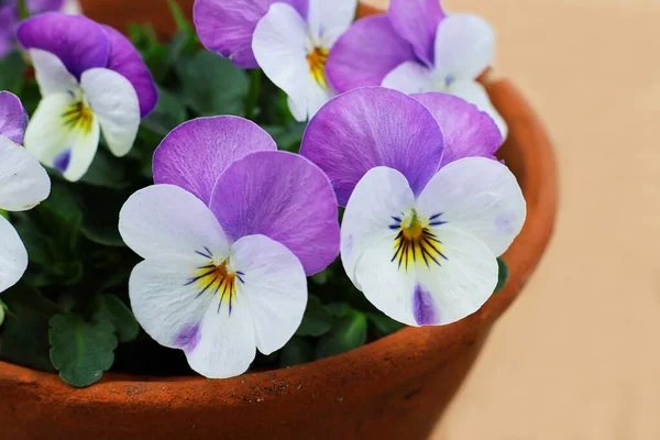 Esrarın içinde leylak rengi nonoşlar. Yakın plan. Bahar çiçekleri.