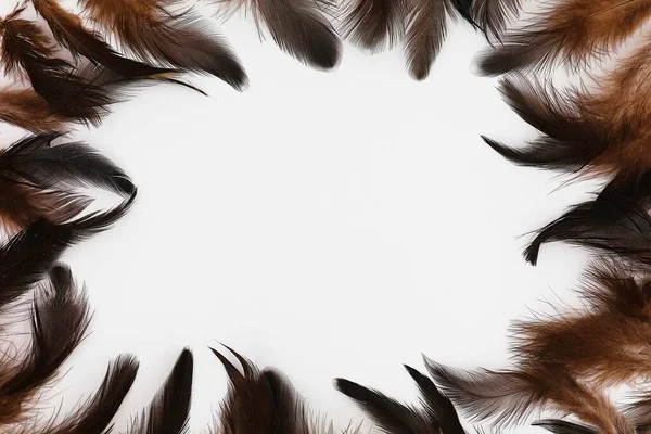 白い背景に孤立した円の中の茶色の羽 コンセプトイースター — ストック写真
