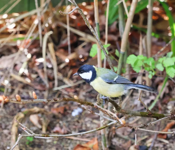 Great Tit Branch Parus Major Its Natural Environment Garden Bird — Fotografia de Stock