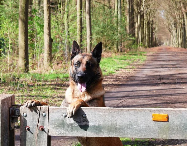Anjing Malinois Gerbang Kayu Hutan Anjing Penjaga — Stok Foto