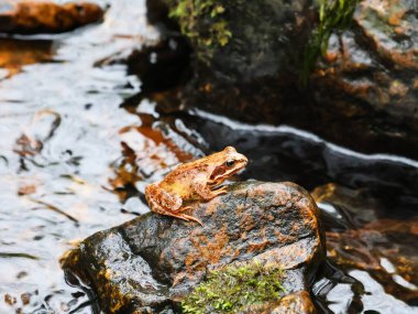  Nehirdeki bir kayanın üzerindeki kahverengi kurbağa. Doğal ortamında Rana temporaria.