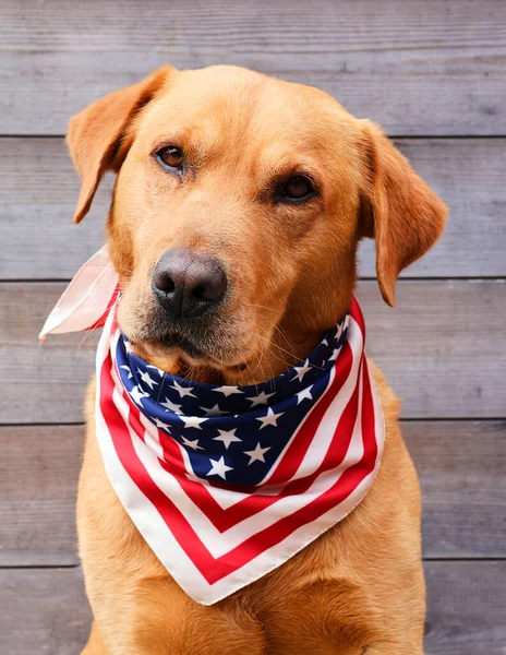 アメリカのスカーフでラブラドールの検索犬 アメリカの休日の概念 記念の日 独立の日 愛国者の日 ストック写真