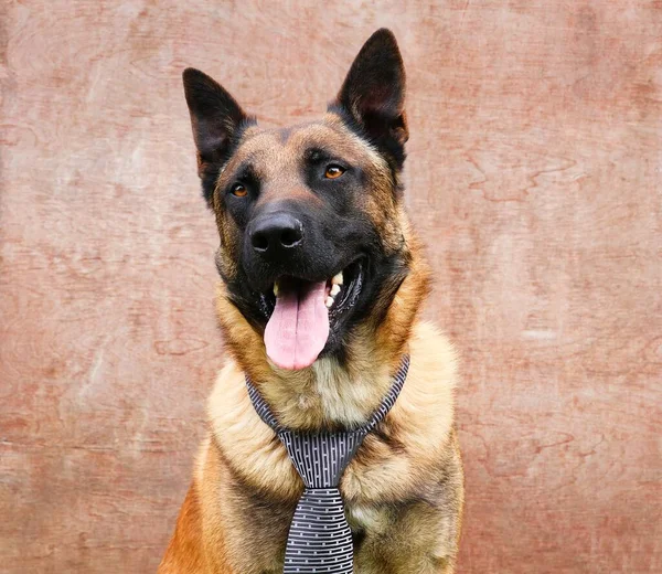 Beautiful Malinois Dog Tie Isolated Front Wooden Background — Stock Photo, Image
