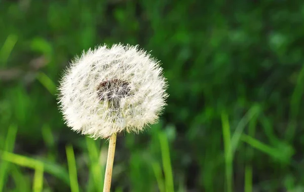 綿毛や種子とタンポポ 緑の草の中で閉じたタンポポの芽 — ストック写真