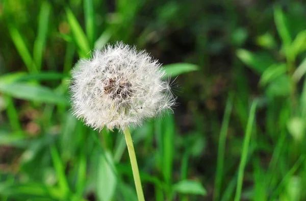 緑の草の中で閉じたタンポポの芽 綿毛と種子のタンポポ — ストック写真
