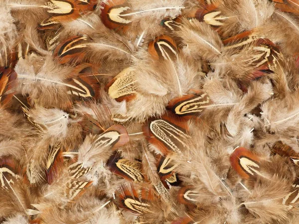 褐色的鸟毛羽毛背景 — 图库照片