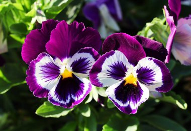 Bahçede mor ve beyaz nonoş çiçekleri. Yakın çekim..