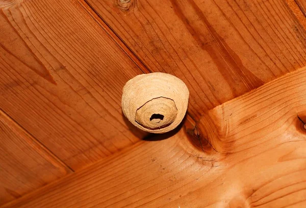 Маленькое Осиное Гнездо Деревянном Потолке — стоковое фото