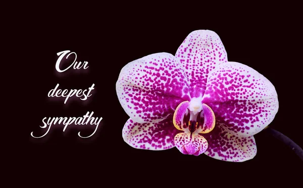 Kwiat Phalaenopsis Izolowany Czarnym Tle Tekst Nasze Najgłębsze Współczucie Karta — Zdjęcie stockowe