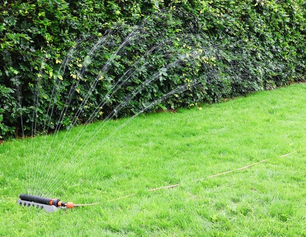 Spraying lawn with water during drought.