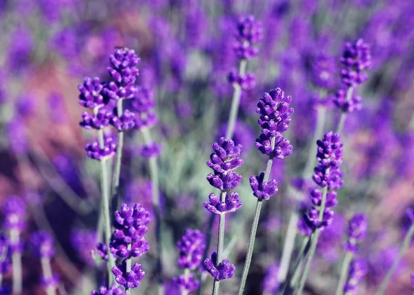 Mavi lavanta çiçekleri. Lavandula arkaplanı.