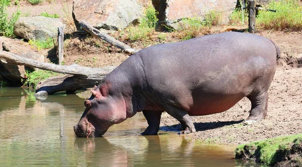Hippopotamus drinks from the water . Hippopotamus amphibius.