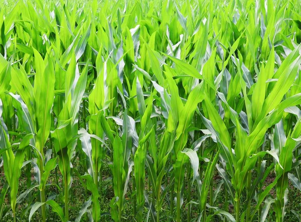 stock image Corn field in close up. Young corn plants.