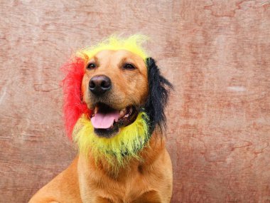 Üç renkli kürk yakalı labrador köpeği portresi. Belçika ulusal bayramı kavramı, Belçika futbolu, karnaval...