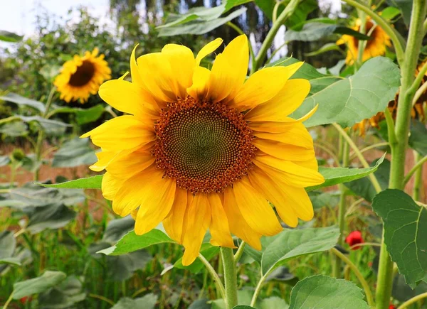  Tarlada güzel bir ayçiçeği. Yakın plan. Helianthus.