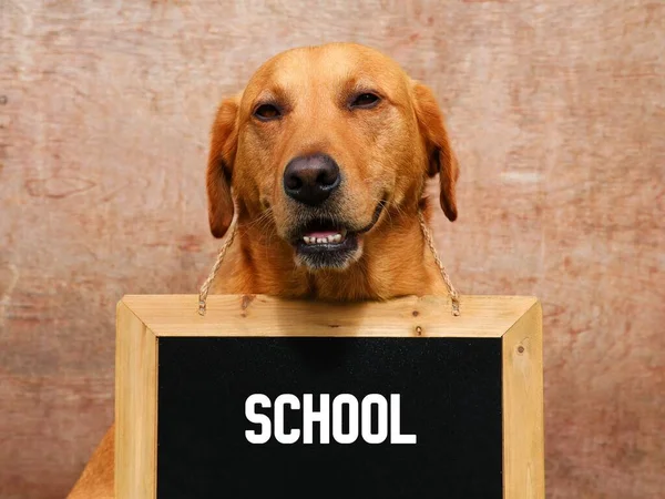 Dog with chalkboard around neck. Text \'school\'.