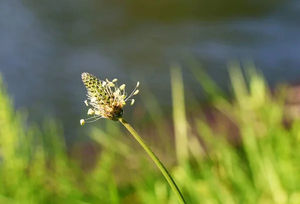 Dar muz ağacından beyaz bir çiçek. Bitki örtüsü..