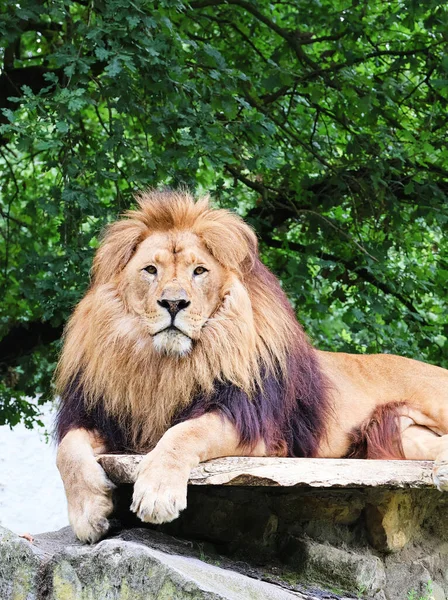 Красивый Африканский Лев Лежит Камне Panthera Leo — стоковое фото