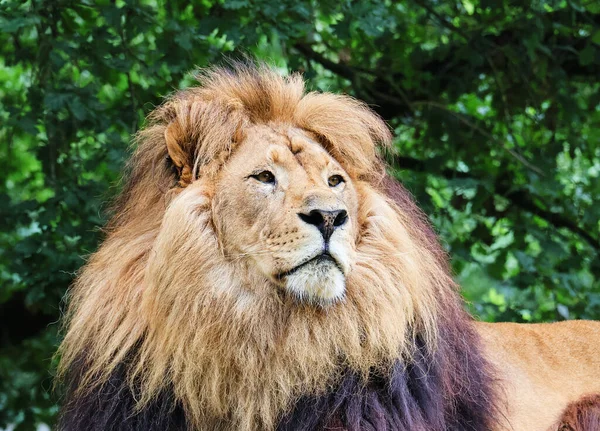 Красивый Африканский Лев Крупным Планом Panthera Leo — стоковое фото