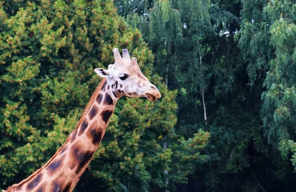 Portrait Une Girafe Avec Des Arbres Arrière Plan — Photo