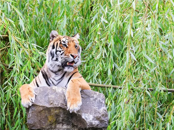 Тигр Скале Panthera Tigris — стоковое фото
